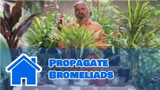 Gardening Help  How to Propagate Bromeliads [upl. by Ariela]