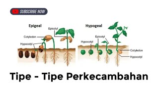 Tipe Perkecambahan  Epigeal dan Hipogeal [upl. by Mindi]