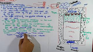 Part5 SDSPAGE Electrophoresis  preparation of Gel in SDSPAGE Electrophoresis Electrophoresis [upl. by Telimay]