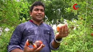 বাণিজ্যিক আনার বাগান ৫ বিঘায় ১ মৌসুমেই ২০ লাখ টাকার বেদানা [upl. by Belsky]