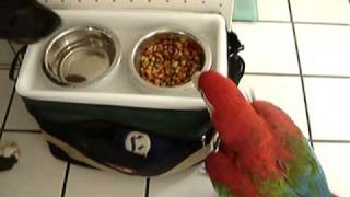 Macaw steals the Dogs Food [upl. by Elehcor699]