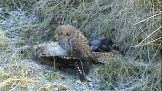 Winters strijdtoneel Falco tinnunculus vogels [upl. by Zasuwa]