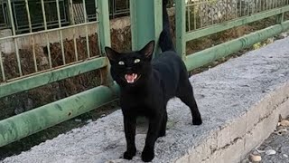 Black cat meowing with a timid voice is very hungry [upl. by Adneral]