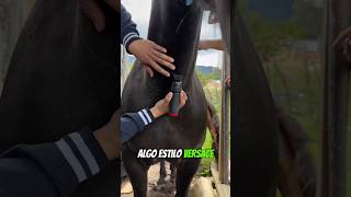 Otra vez DIBUJAREMOS en CABALLOS 🐎 💈✍️ [upl. by Gorlin252]