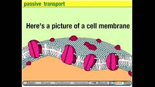 Course Membrane Transport animation via quotTheTherobotboyquot [upl. by Fronia]