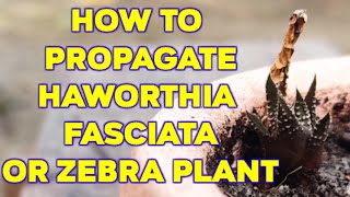 HOW TO PROPAGATE HAWORTHIA [upl. by Otreblasiul203]