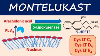 Montelukast Singulair  Mechanism side effects and uses [upl. by Lladnar970]