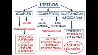 Bioquímica Virtual Lípidos [upl. by Ayhdiv969]