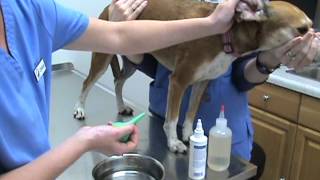 How to Clean Your Pets Ears Part 03  Flushing the EarMPG [upl. by Zacharie]