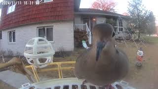 Daily Birdwatching  Netvue Birdfy Birdfeeder Cam  November 11 2024 [upl. by Gyasi125]