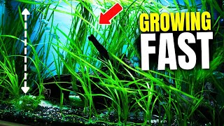 Here Are 15 Fast Growing Aquarium Plants That Combat Algae [upl. by Fleece]