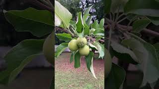 Tiny apples Dorsett Golden Apple Tree❤️backyardgardening garden farm apples fruittrees shorts [upl. by Hendricks]