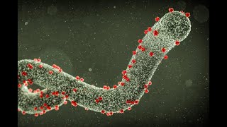 Bacteriología  Bunyaviridae y Filoviridae  071024 [upl. by Anirtep]