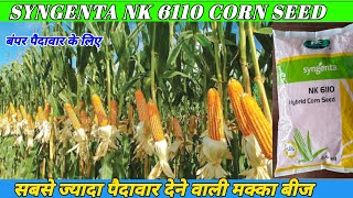 syngenta 6110 corn seeds 2024 में सबसे ज्यादा पैदावार देने वाली मक्का [upl. by Elisabeth]