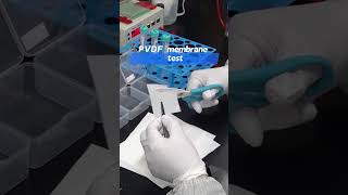 Cobetter lab Vlog western blottingPVDF membrane test high protein bindingshorts cobetterfyp [upl. by Ratcliff]