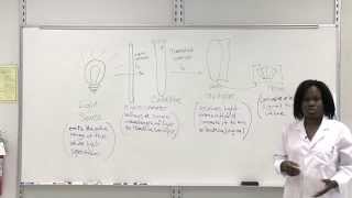 Intro to Spectrophotometry [upl. by Grearson]