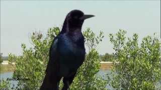 Boattailed Grackle Sounds Off [upl. by Neel]