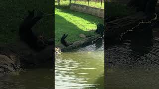 Beruk Aktif di Zoo Taiping [upl. by Ruelu546]