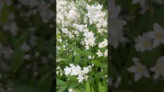 새신부의 새하얀 면사포 닮은 말발도리 신부의 드레스처럼 펼쳐져 있어요 fullbloom deutzia look like bridalveil [upl. by Echikson]