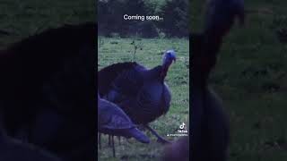 Turkey season 2024 loading… feathersandfins turkeyhunting hunting [upl. by Joey340]