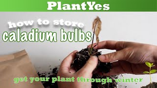 How to prepare and store caladium bulbs 🍂 Autumn Plant Tasks [upl. by Airreis790]