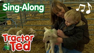 Sheep Milking Song 🐑  Tractor Ted SingAlong 🎶  Tractor Ted Official Channel [upl. by Hoffert]