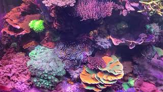 600 Reef Fast Acropora Growth and Improved Color Specs and Parameters in Description [upl. by Ytsirhk481]