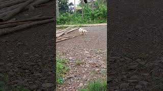 So cute doggies playing [upl. by Itoc]