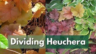 Why You NEED to DIVIDE Heuchera and How to Do It  PROPAGATE HEUCHERAS [upl. by Gaile]