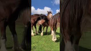 Not a dry day in October so it’s a look back to September 🙈 clydesdale clydesdalehorse heavyhors [upl. by Valerlan]