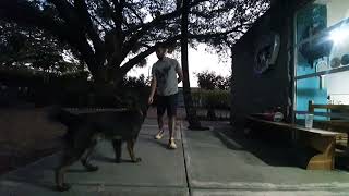 Entrenamiento Canino  Diez Bigotes  Clase   Max Cuaran [upl. by Inalej]