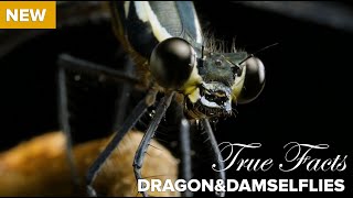 True Facts  Killer Carnivorous Dragonflies [upl. by Rollie]