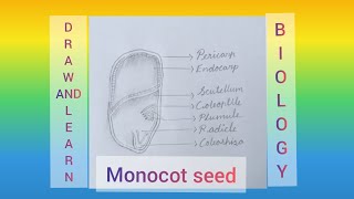 How to draw monocot seed [upl. by Madge]