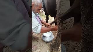 Fresh milk of buffalo shortvideo short [upl. by Lerraj820]