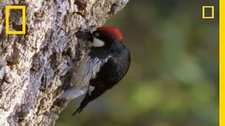 Woodpeckers vs the World  National Geographic [upl. by Cormack]