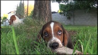 12 Week Old Basset Hound Puppies Play Very Very Cute [upl. by Ajit]