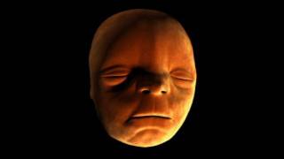 Face Development in the Womb  Inside the Human Body Creation  BBC One [upl. by Uta]