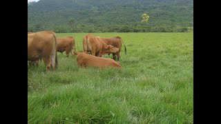 El Pasto Aguja o Humidicola Ventajas y desventajas [upl. by Sachiko]