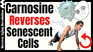 Carnosine Reverses Senescent Cells amp Increases Muscle Strength [upl. by Robbert]