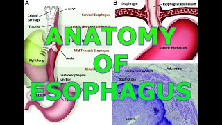 ANATOMY OF THE ESOPHAGUS [upl. by Yattirb]