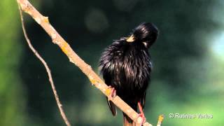 Estornino haciendo la esponja Sturnus unicolor Estorninhopreto чёрный Spotless starling [upl. by Bouchard]