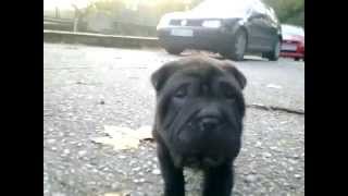 Shar Pei Negro 2 Meses [upl. by Abie380]