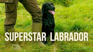 hunting dog training video [upl. by Lemaceon]