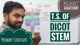 T S Of Dicot Stem  Primary structure  Plant Anatomy  V Senthilnathan [upl. by Haral]