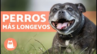 RAZAS de PERROS que VIVEN más AÑOS🐶 TOP 10 [upl. by Elka]