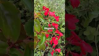 begonia shortvideo nature sosomleng [upl. by Urana]