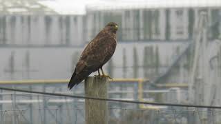 Common Buzzard Buteo buteo Buizerd Landtong Rozenburg ZH the Netherlands 10 Nov 2024 12 [upl. by Arymas]