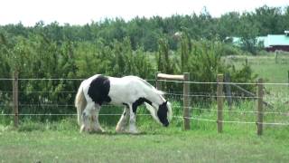 North Forks TNT Tumbleweed amp Tully Gypsy Cob stallions [upl. by Htebharas]