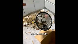 Sarang Burung Di Dapur sarangburung shortvideo respect [upl. by Laurentia485]