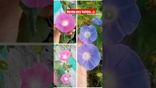 Morning Glory Variety  Ipomoea indica viralvideo shorts ytshorts youtubeshorts dance comedy [upl. by Werdnael]